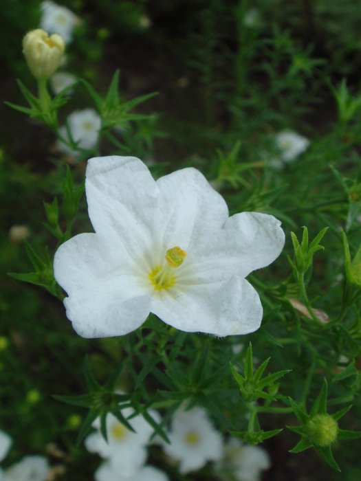 Nierembergia speciosa 'Mont Blanc' fleur